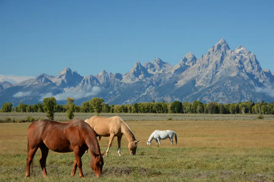 McIvor Ranch